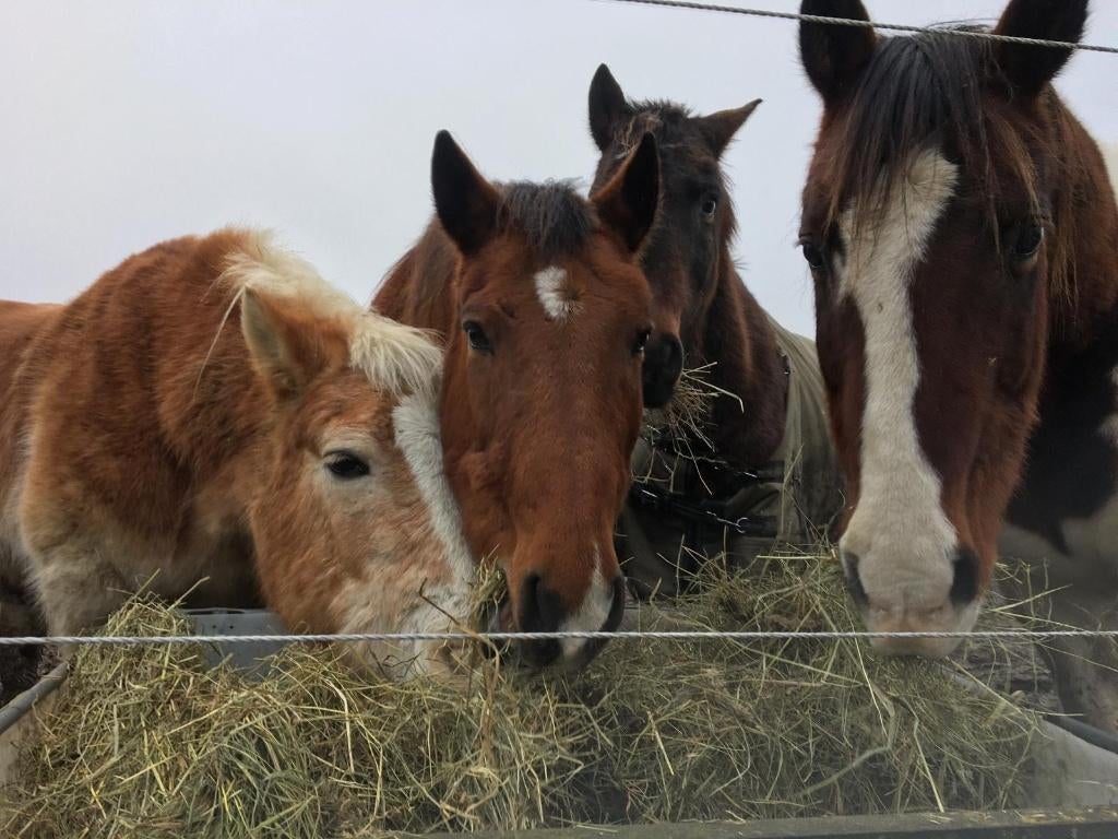 Mooie weidegang voor uw paard, Weidegang, 2 of 3 paarden of pony's