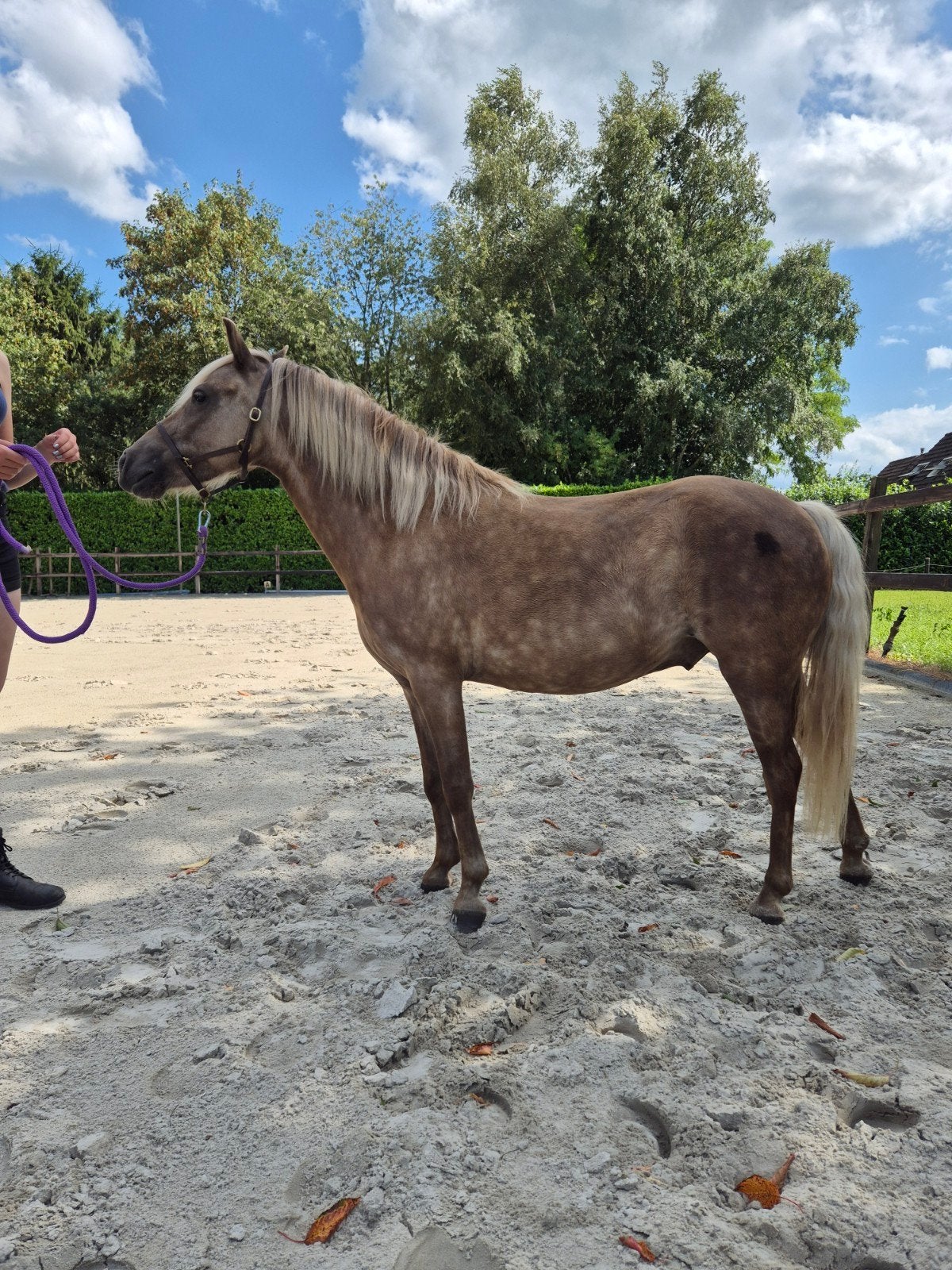Allround zilverappel ruin en valk panterbonte appaloosa ruin, Dieren en Toebehoren, Pony's, Met stamboom, Ruin, Zadelmak, A pony (tot 1.17m)