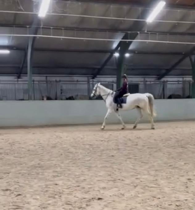 Vezorgpaard/-pony gezocht in de omgeving Berlicum, Ophalen of Verzenden, Zo goed als nieuw