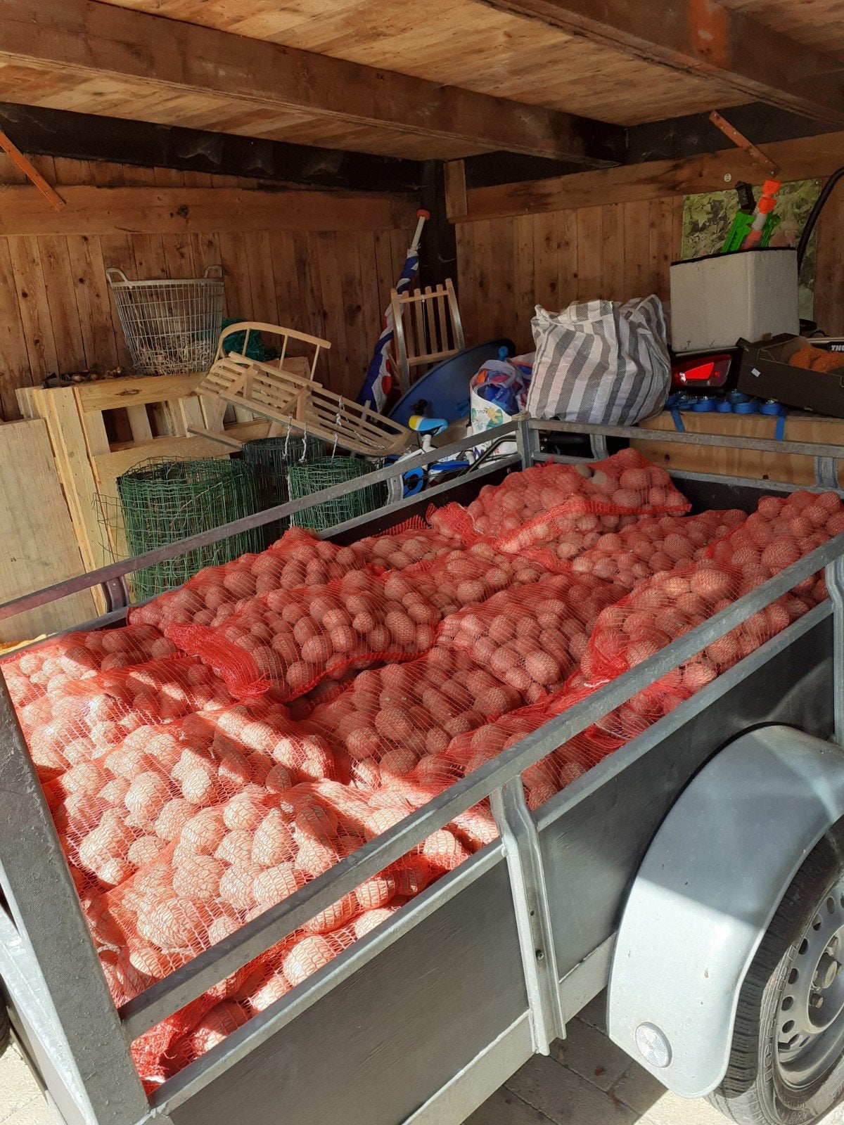 Aardappelen, Bildstar, Ophalen