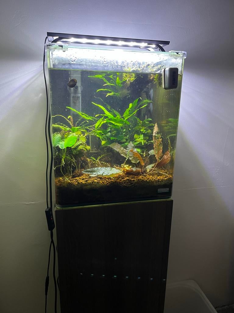 Pure black en pur red line garnalen met aqarium en zuil, Dieren en Toebehoren, Ophalen, Zo goed als nieuw, Leeg aquarium