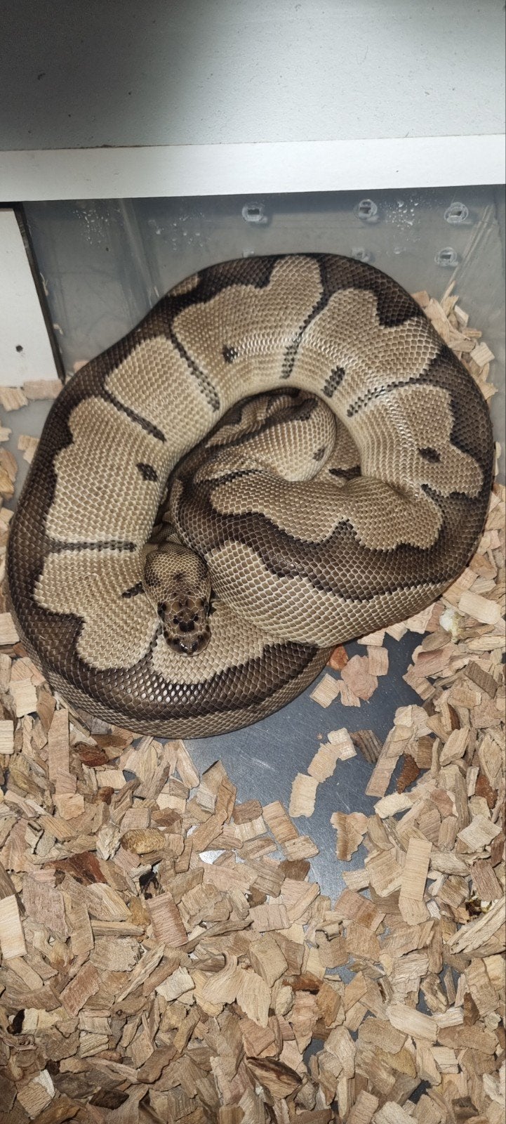 koningsphyton, Dieren en Toebehoren, Reptielen en Amfibieën, 0 tot 2 jaar