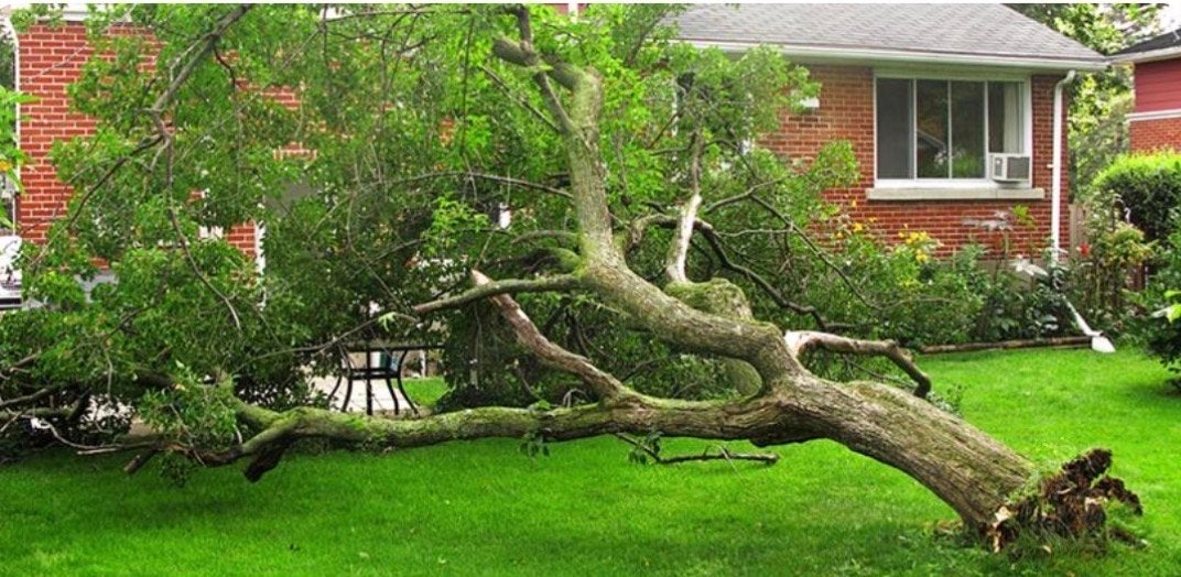 Bomen zagen stormschade, Ophalen, Volle zon, Overige soorten