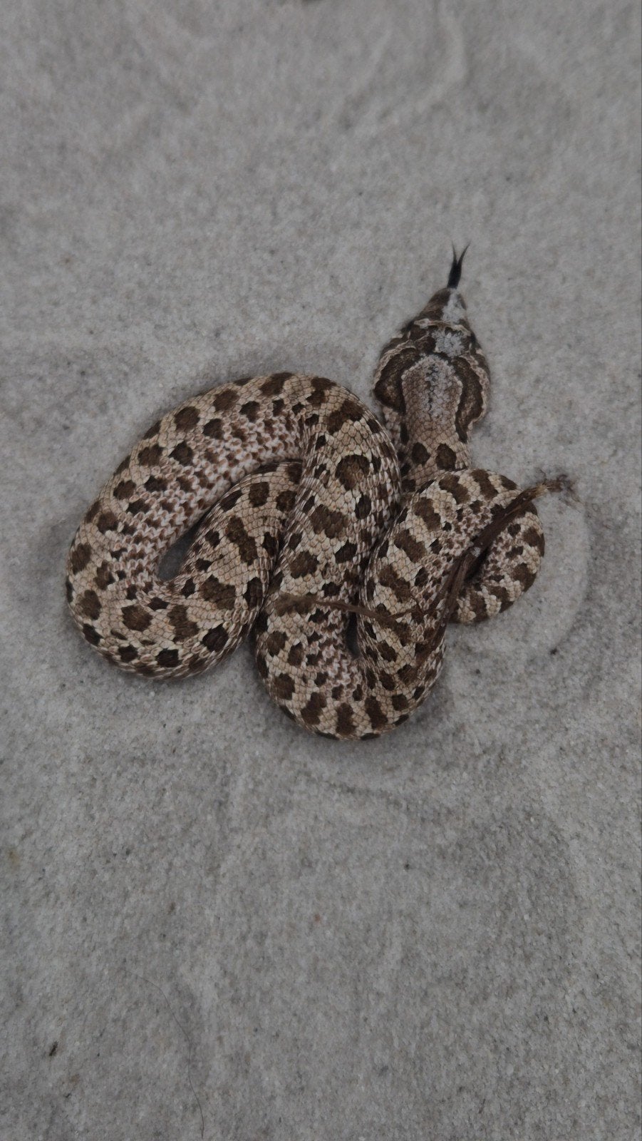 Haakneusslang het maitai Hognose Snake photo 2