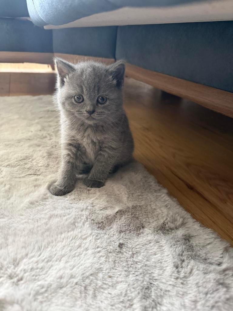 Schattige Britse korthaar kittens met een grijs-blauwe tint, Meerdere dieren, 0 tot 2 jaar