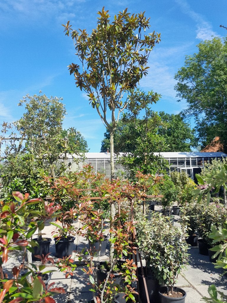 Magnolia grandiflora boom, Overige soorten, 250 tot 400 cm, Zomer, Ophalen
