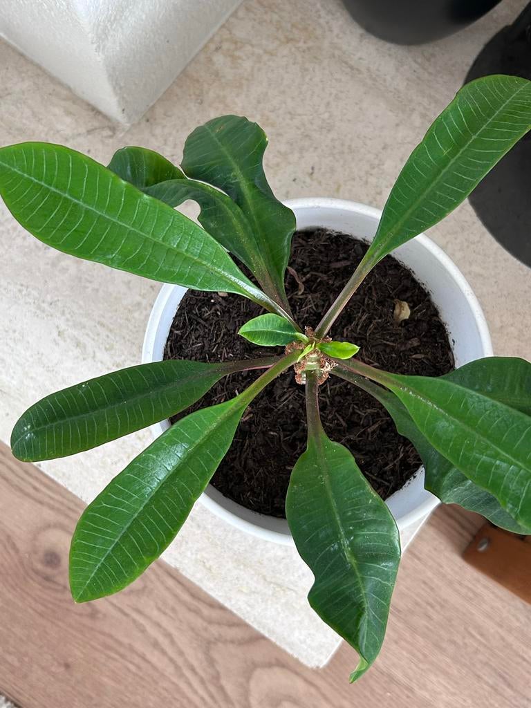 Madagascar Jewel - Euphorbia Leuconeura, Huis en Inrichting, Kamerplanten, Ophalen, Halfschaduw, Minder dan 100 cm