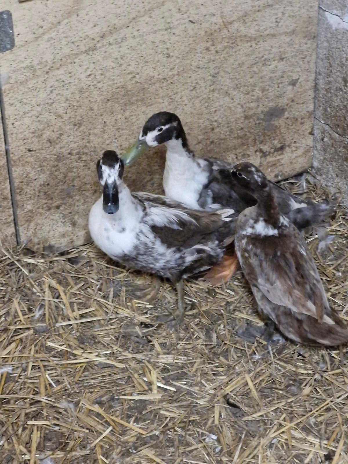 Eenden, Dieren en Toebehoren, Pluimvee, Meerdere dieren, Eend