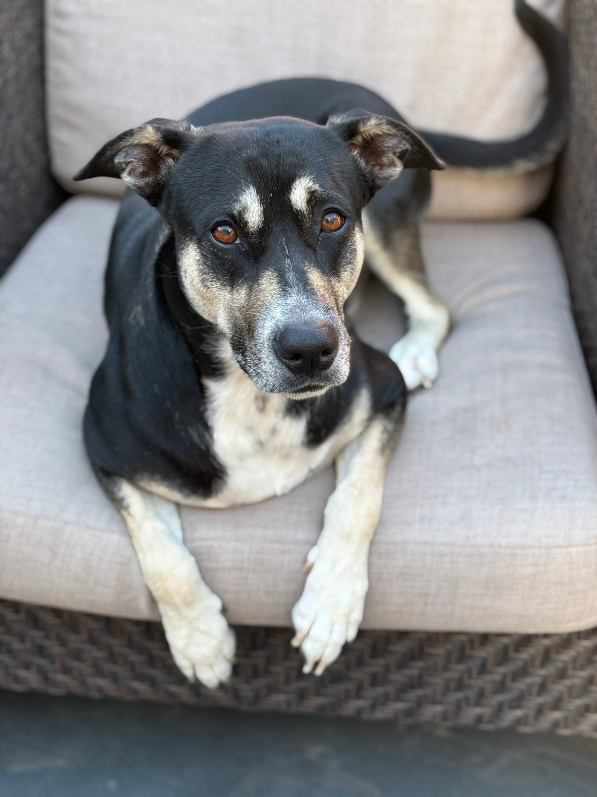 Nieuw thuis gezocht ️, Dieren en Toebehoren, Honden | Niet-rashonden, Reu, 1 tot 2 jaar, Parvo, Eén hond