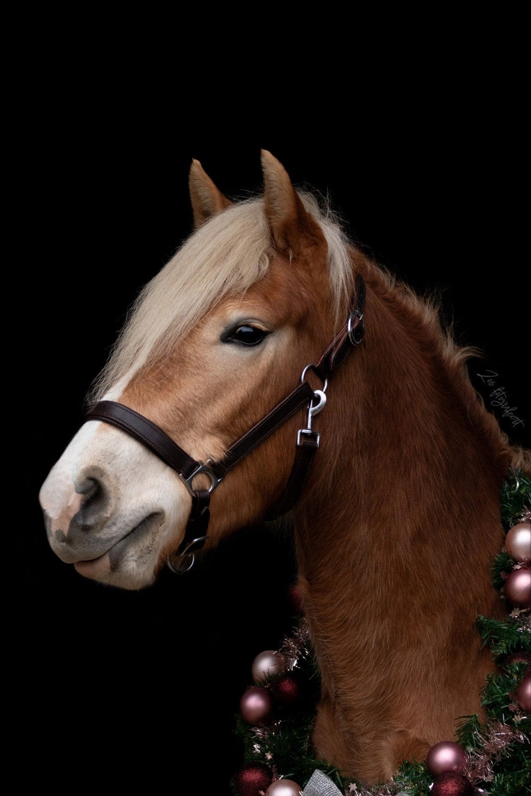 Haflinger merrie 3 jaar, Dieren en Toebehoren, Paarden, Merrie, Minder dan 160 cm, 3 tot 6 jaar, Recreatiepaard