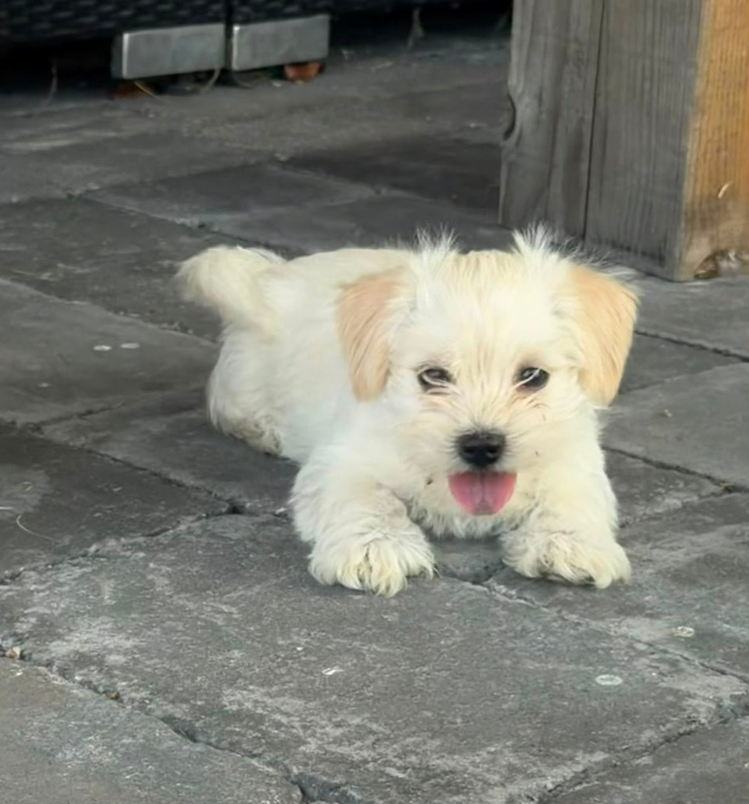 Laatste boomer pup ✨, Dieren en Toebehoren, Honden | Chihuahua's en Gezelschapshonden, Overige rassen, 8 tot 15 weken, Parvo, Meerdere