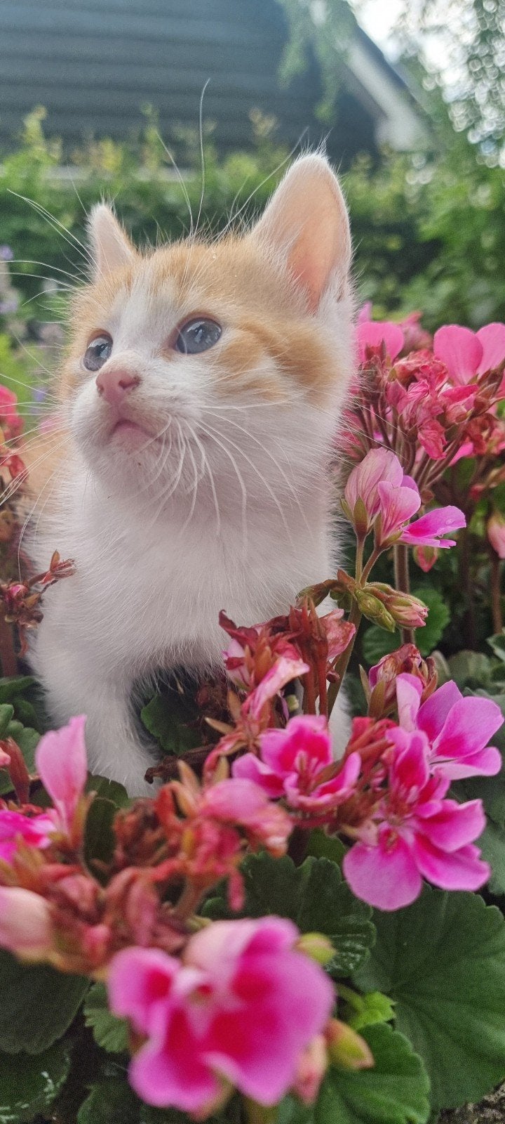 Kitten, Kater