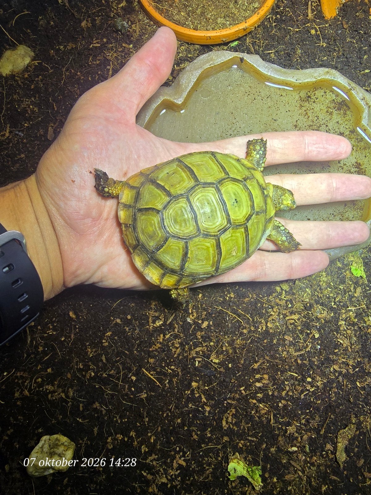 Gezocht: Nieuwe eigenaar voor Testudo graeca soussensis (inc, Dieren en Toebehoren, Schildpad