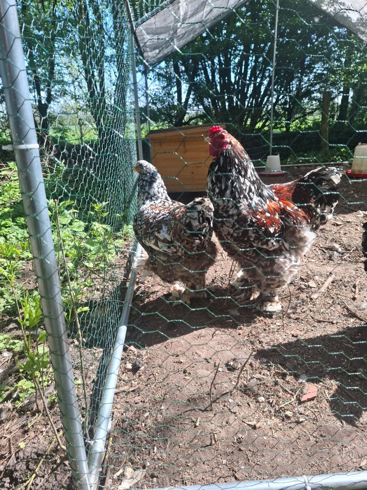 kuikens brahma porselein, Dieren en Toebehoren, Pluimvee, Geslacht onbekend, Kip