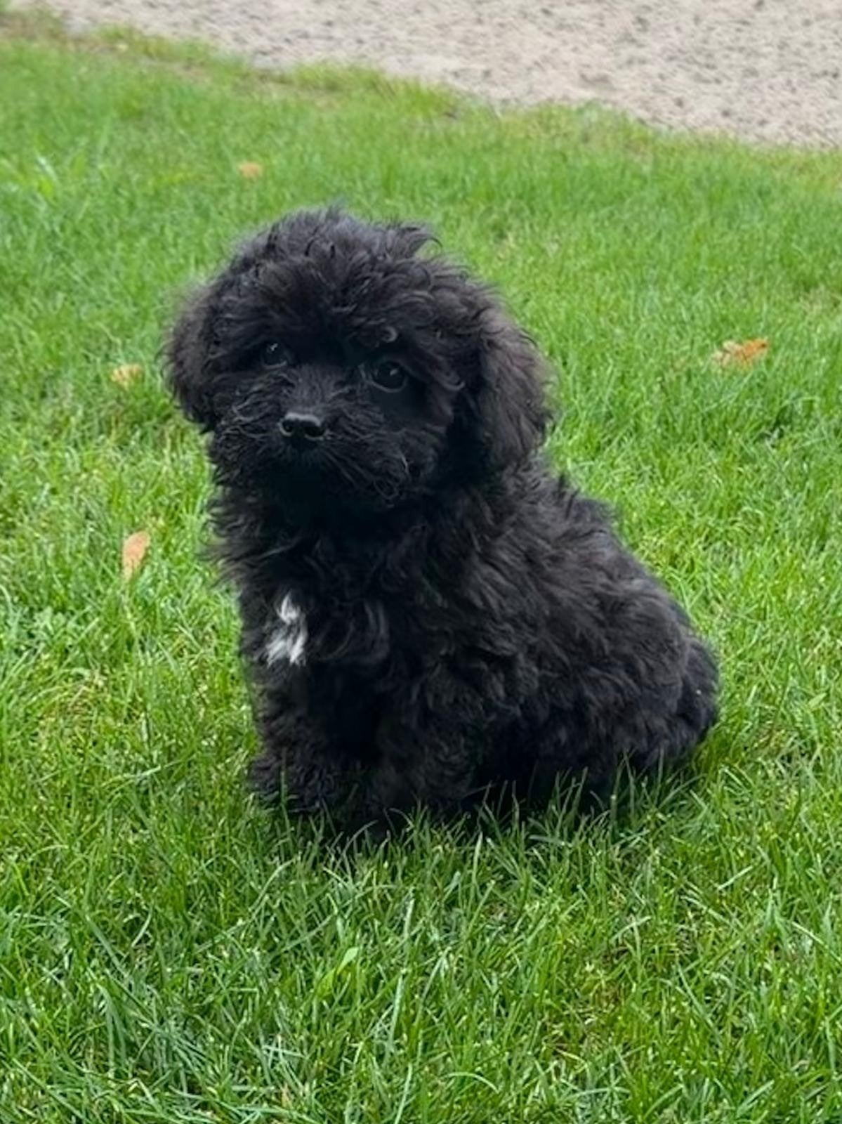boomer x maltipoo pups nog 1 teefje beschikbaar, Overige rassen, CDV (hondenziekte), 8 tot 15 weken, Meerdere