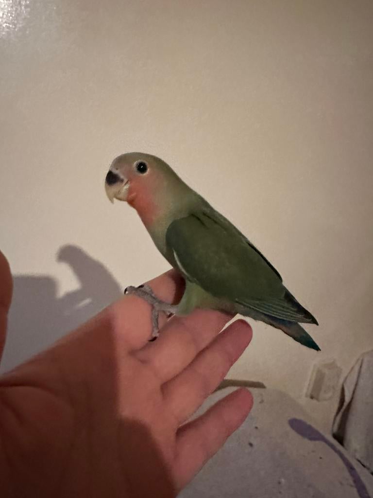 Mooie Agapornis Roseicollis te koop, Ophalen