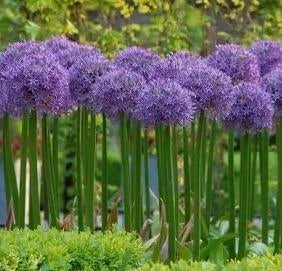 Allium Globemaster - Prachtige Grote Bloemen Vaste Plant, Overige soorten, Volle zon, Vaste plant, Ophalen of Verzenden