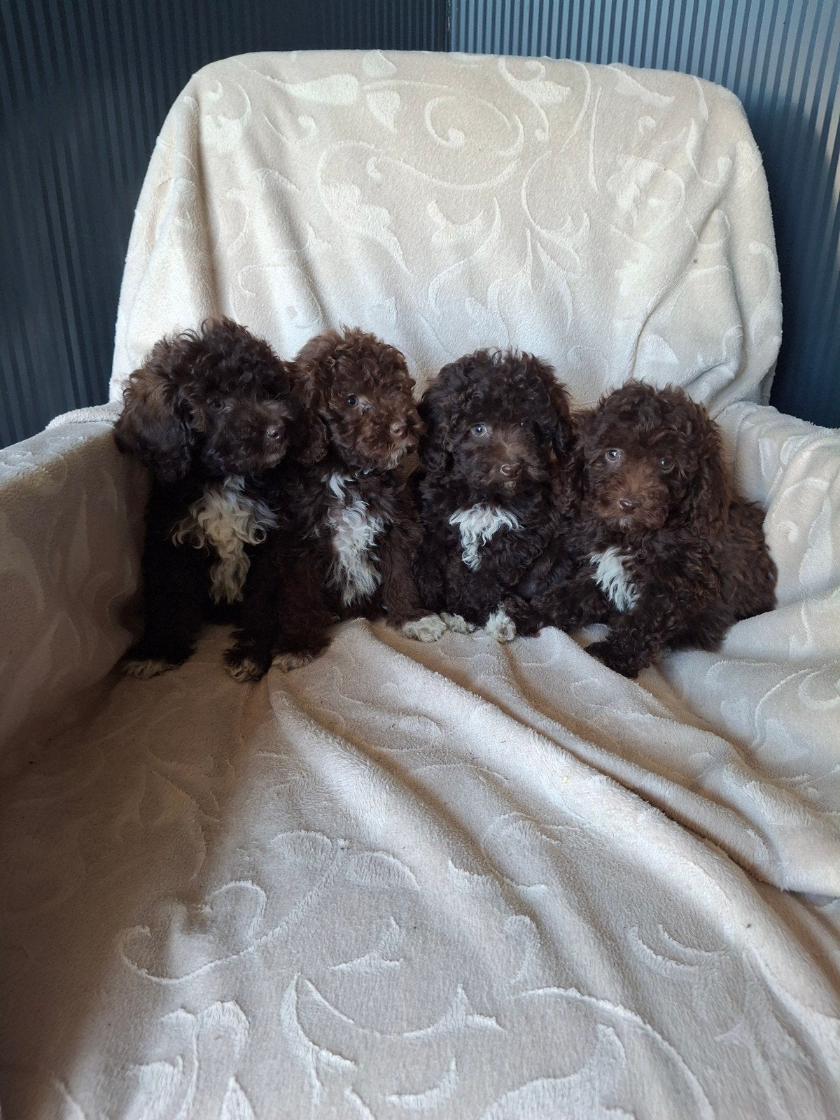 prachtige dwerg x toypoedel pups, Poedel, Parvo, Reu, 8 tot 15 weken