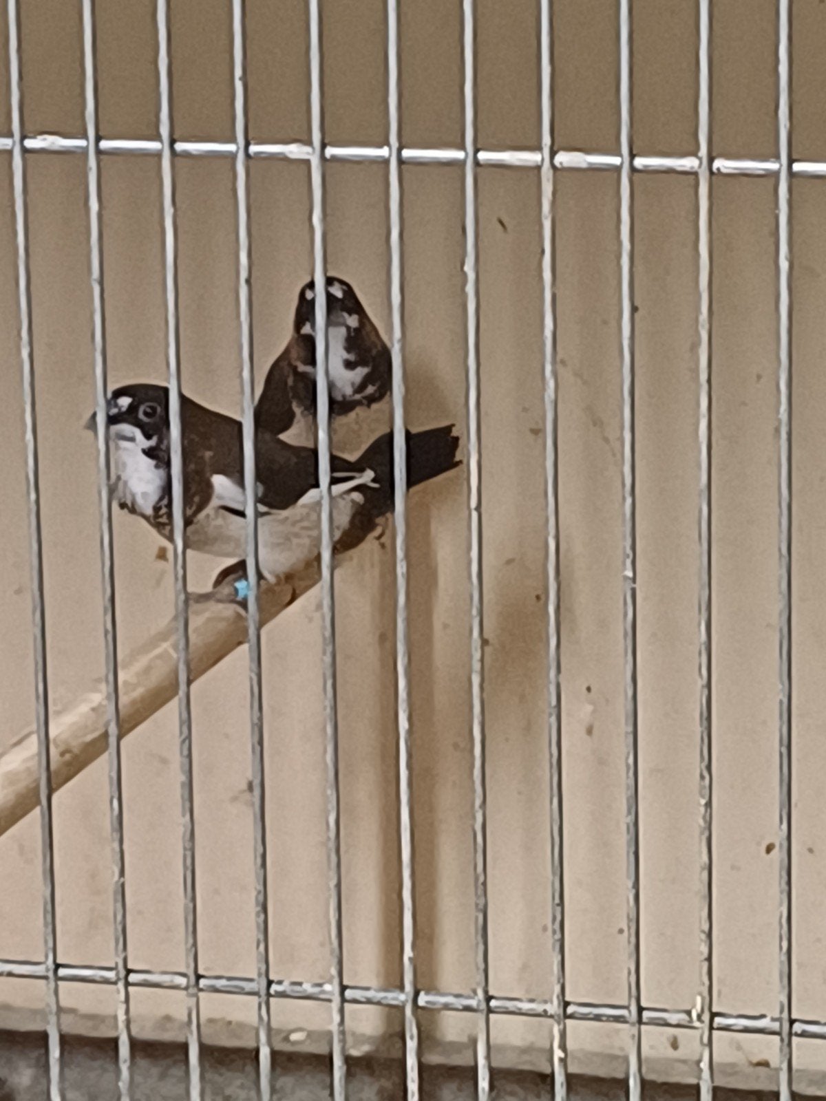 koppel japanse meeuwtjes €10, Dieren en Toebehoren, Meerdere dieren