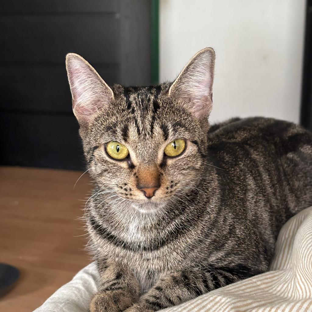 Dekkater gezocht omgeving Eindhoven!, Poes