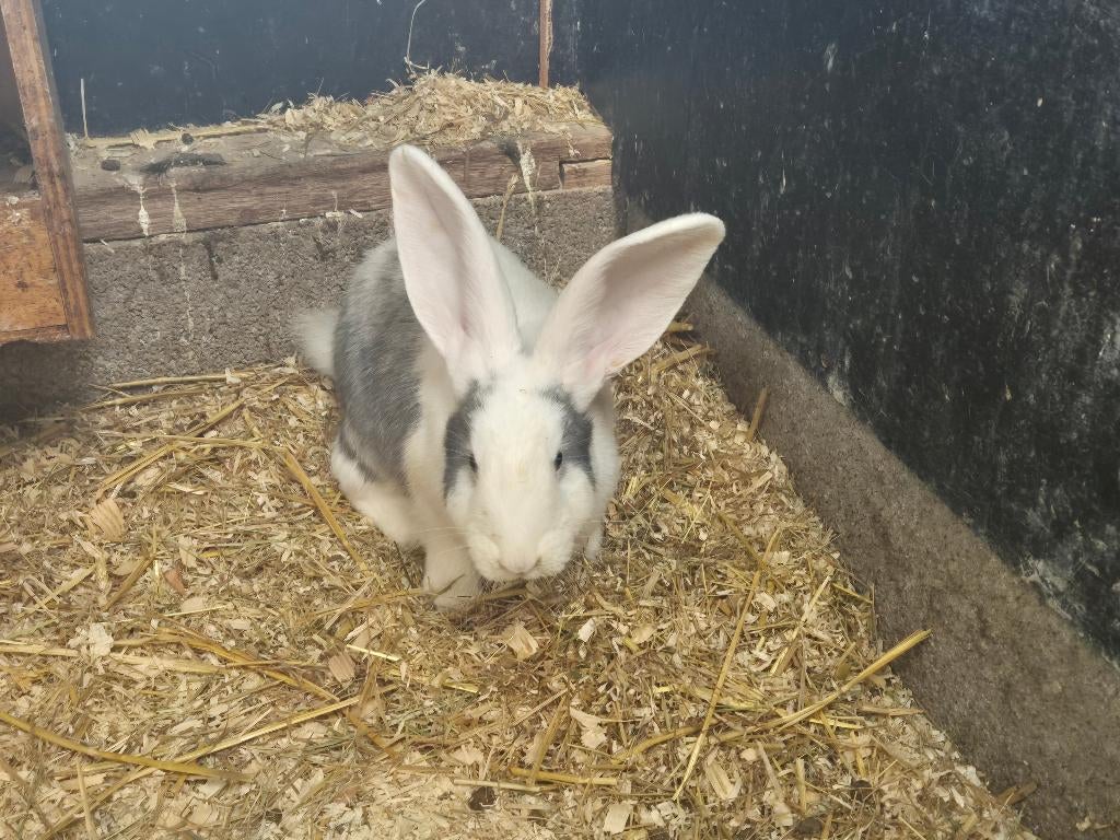 Grote konijnenrassen | Duitse reus | Mooie konijnen, Meerdere dieren, Groot, 0 tot 2 jaar