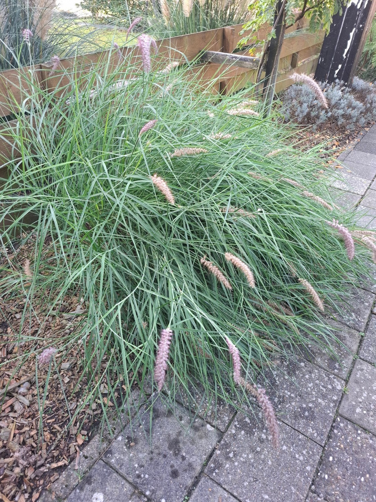 2x grote lampenpoetser grassen, Tuin en Terras, Ophalen, Siergrassen, Volle zon