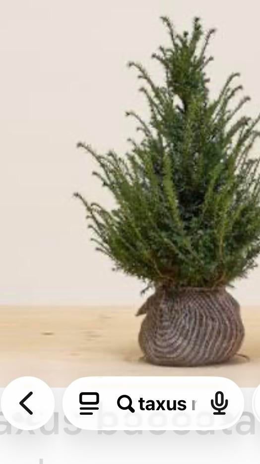 Taxus Baccata 60-80 cm met kluit, Ophalen, Taxus