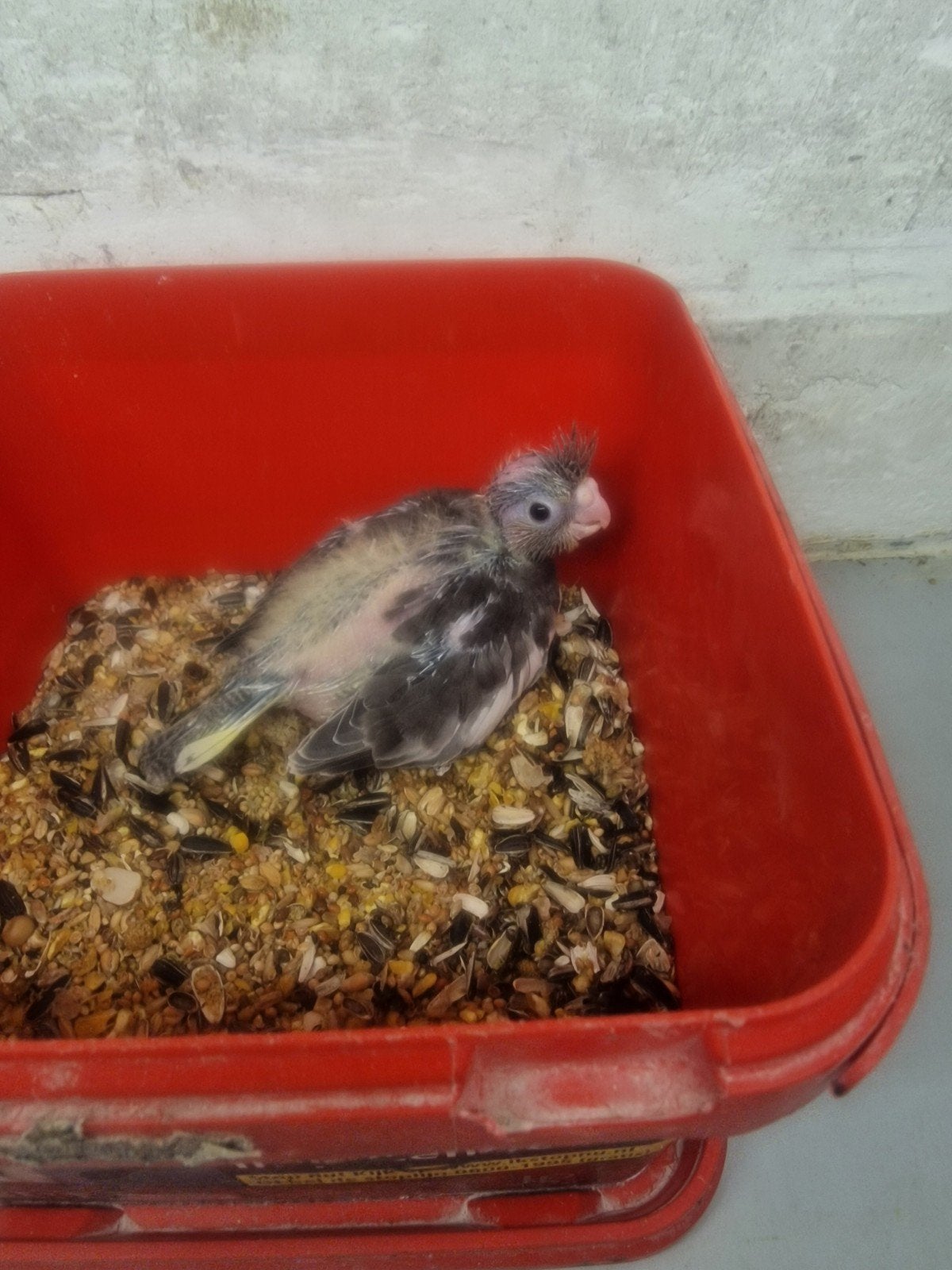 Jonge valkparkieten, Dieren en Toebehoren, Meerdere dieren, Parkiet