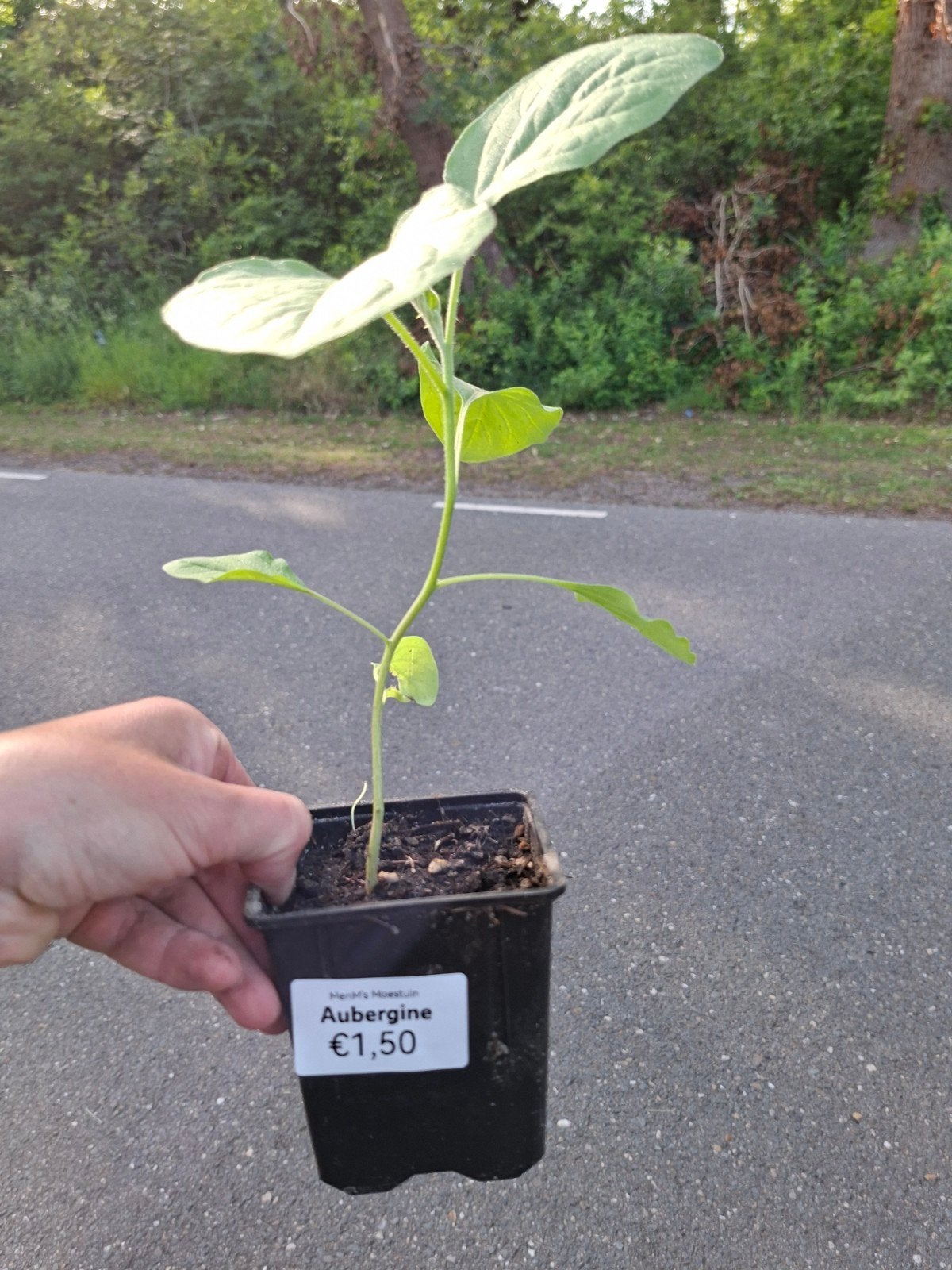 Aubergine stekjes te koop - Vreeweg 43 't Loo Oldebroek, Ophalen, Eenjarig, Groenteplanten, Volle zon