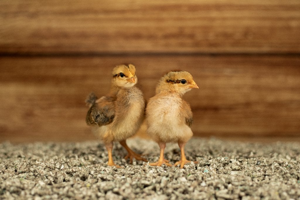Welsumer groot kippenkuikens | Gesekst en Ingeënt, Dieren en Toebehoren, Pluimvee, Vrouwelijk, Kip