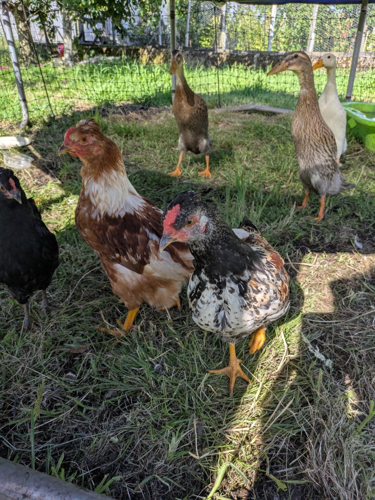 Hanen kruising araucana, Dieren en Toebehoren, Pluimvee, Mannelijk, Kip