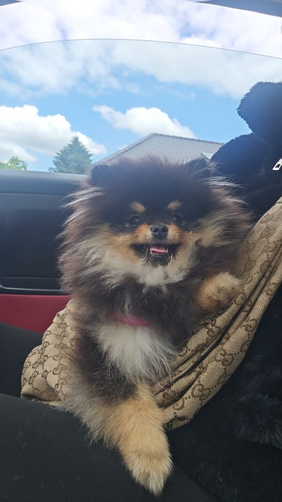 Pomeriaan mini teefje, Particulier, Keeshond, 15 weken tot 1 jaar, Buitenland