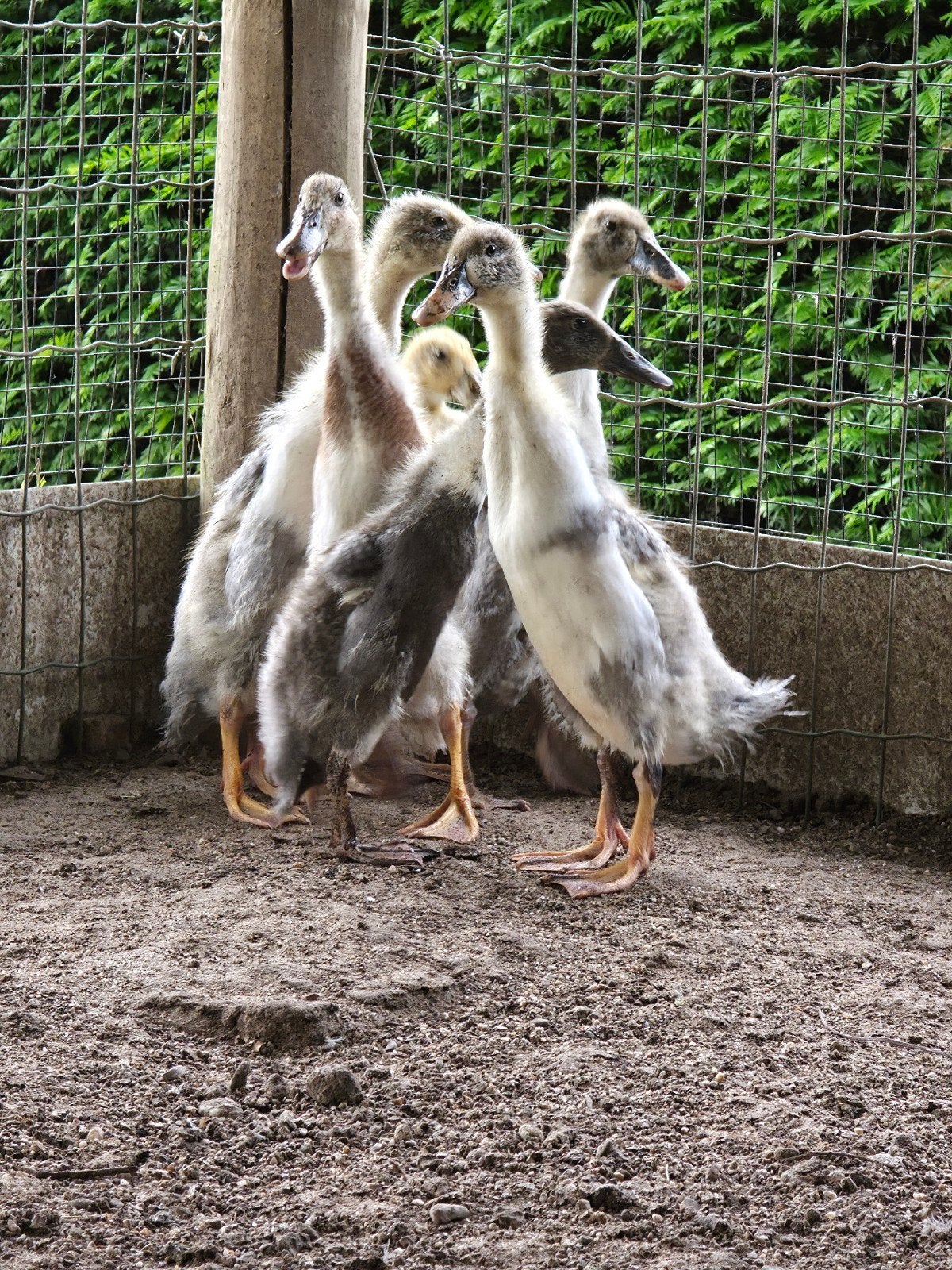 Loopeenden, loopeendjes, eenden, eendjes, Meerdere dieren, Eend