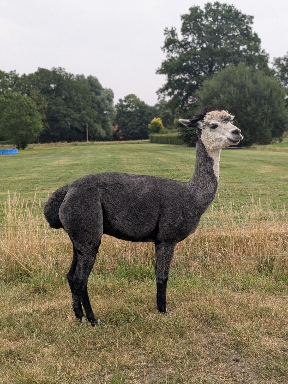 Grijze alpaca hengst, Dieren en Toebehoren, Overige Dieren, April, Mannelijk