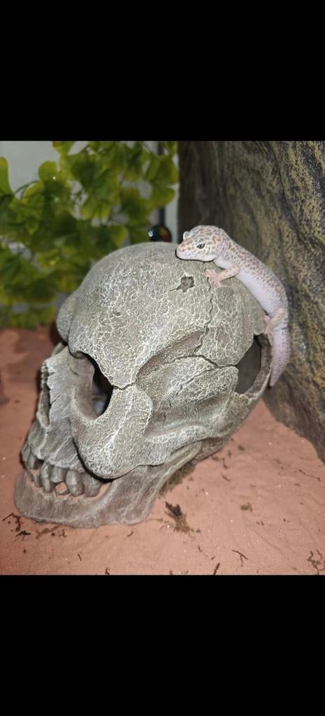 Mack Snow Blizzard luipaardgekko, Overige soorten, 3 tot 6 jaar