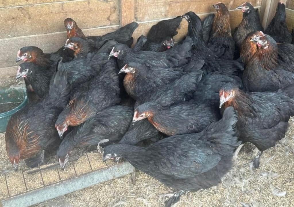 Marans hennen zwart (kippen te koop), Dieren en Toebehoren, Pluimvee, Kip, Vrouwelijk