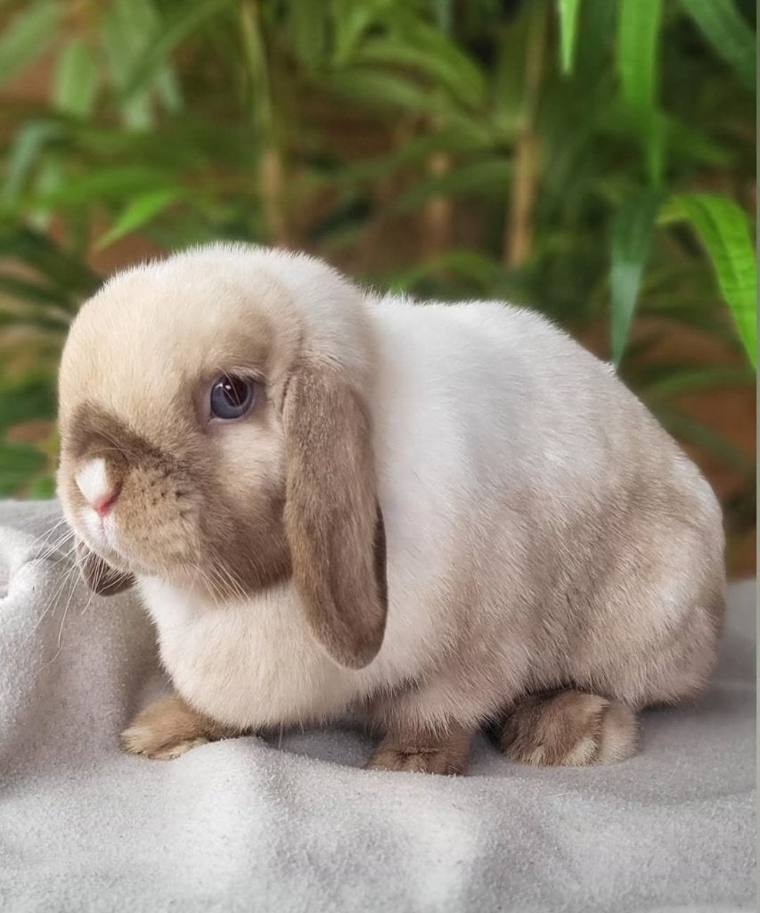 Mooie lieve raszuivere minilop voedster, Vrouwelijk, Klein, Hangoor, 0 tot 2 jaar