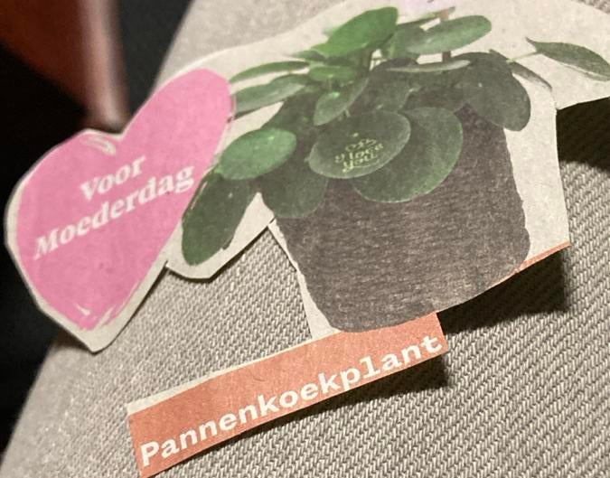 Pannenkoekplant - pilea - Ideaal Moederdag cadeau!, Huis en Inrichting, Kamerplanten, Groene kamerplant, Ophalen of Verzenden