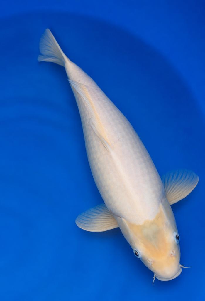 Shiro Muji Sansai 49-53 cm Mooie body, Karper of Koi