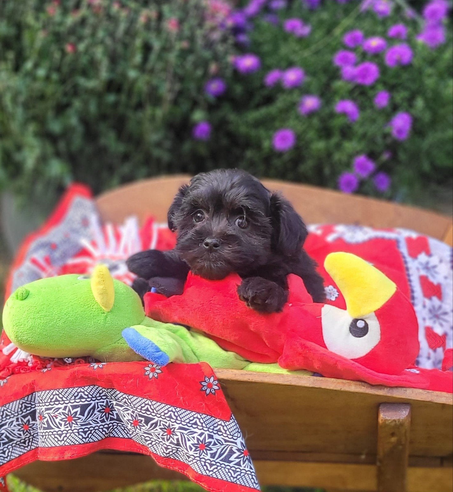 Leuke boomer pups te koop!, CDV (hondenziekte), 8 tot 15 weken, Groot, Meerdere