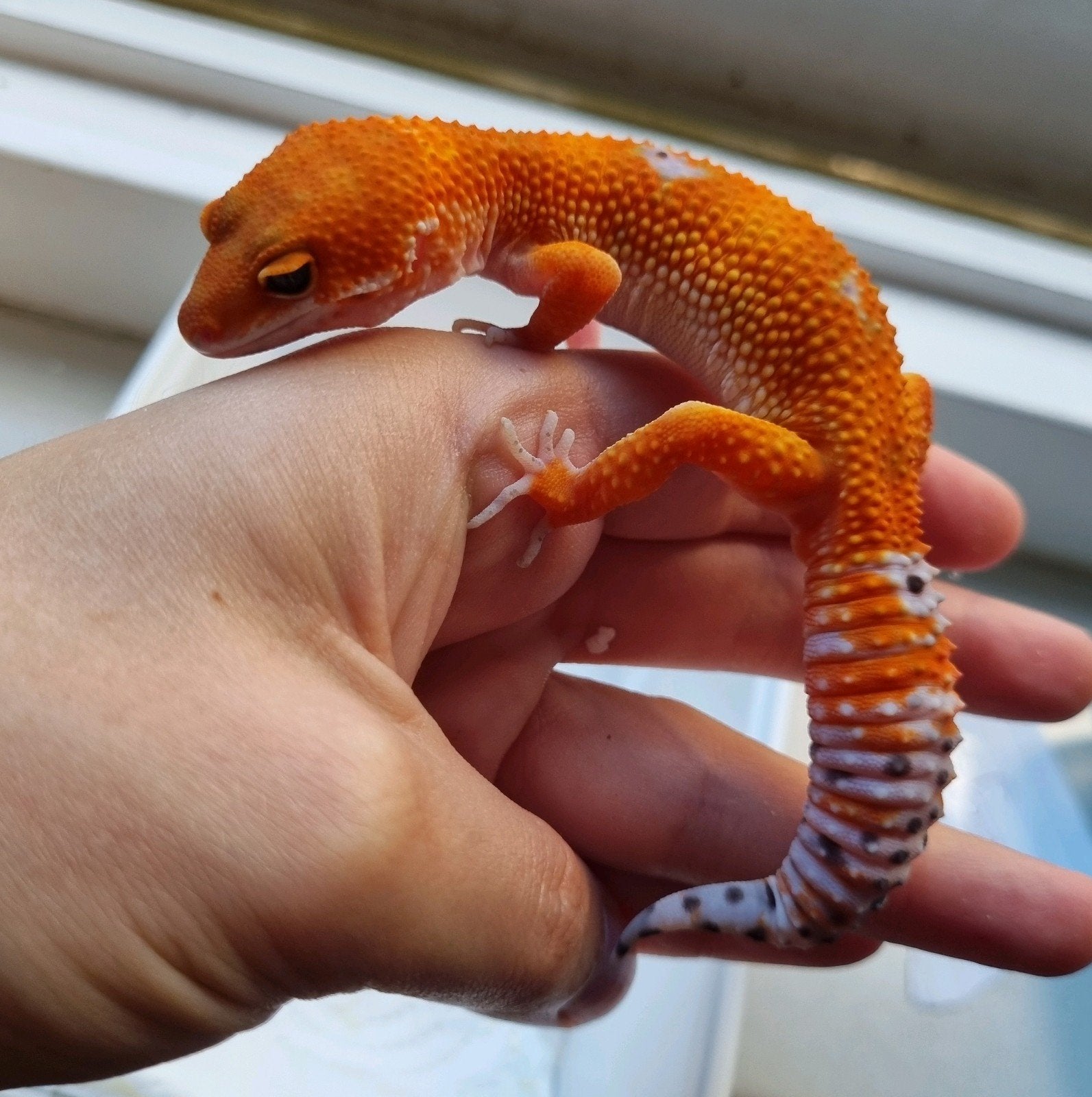 1.0 purple head mandarin het tremper luipaardgekko. pet only, Dieren en Toebehoren, Hagedis, 0 tot 2 jaar