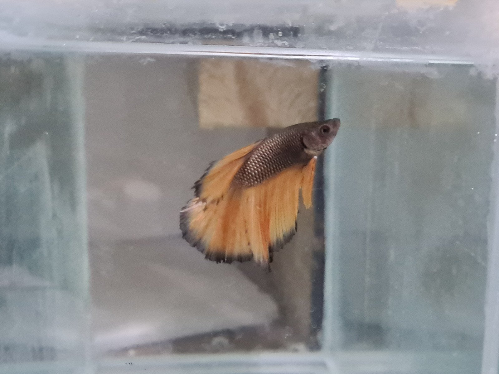 Betta splendens super delta kempvis man, Dieren en Toebehoren, Vis, Zoetwatervis