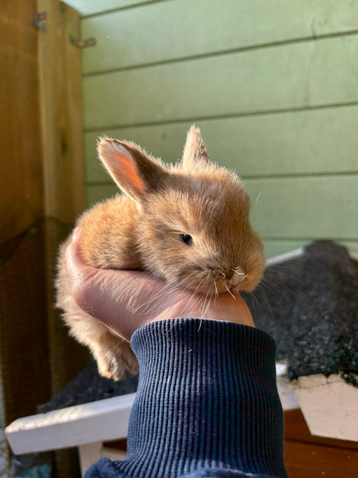 Franse hangoor baby, Dieren en Toebehoren, Geslacht onbekend, Groot, Hangoor