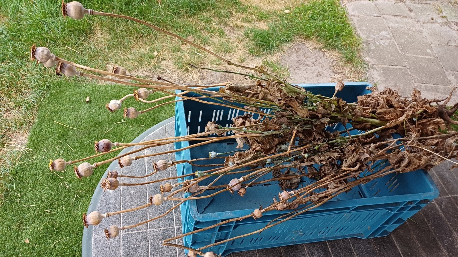 papaver droogbloem, Ophalen, Overige soorten, Volle zon