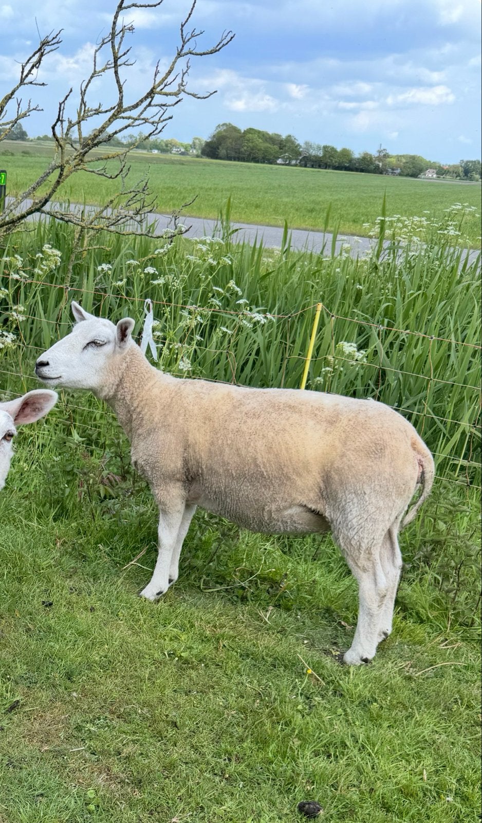 2 super makke jaarling ooien, Vrouwelijk, Schaap
