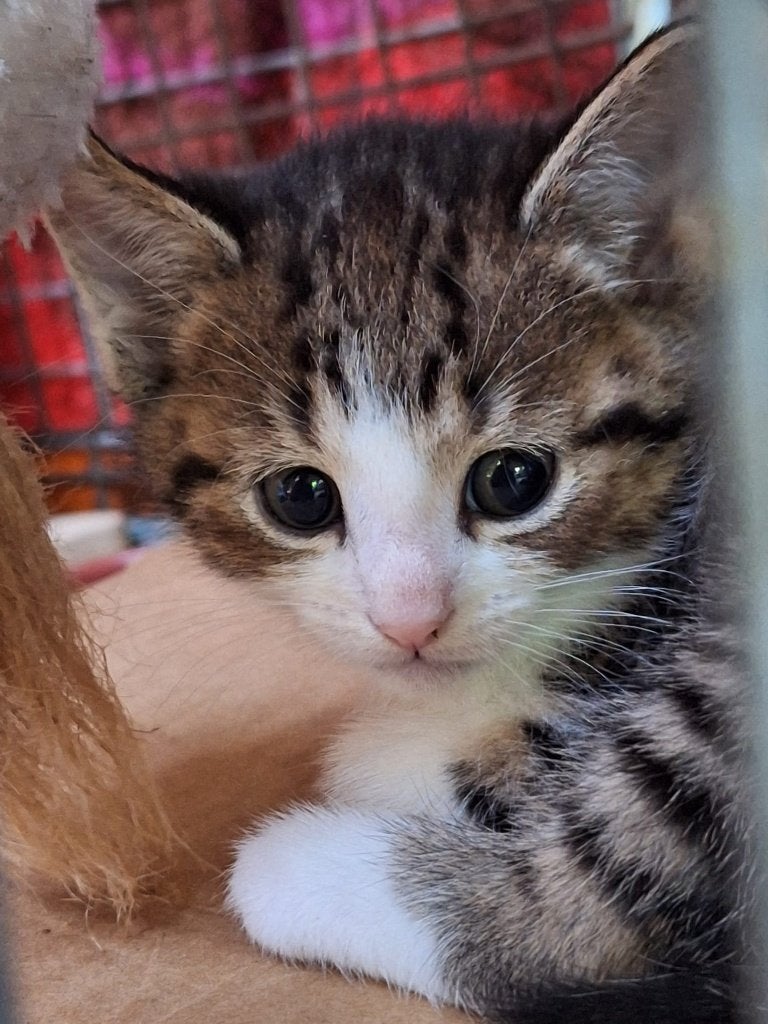 Onwijs lieve boerderijkittens... bont, cypers, poesjes, Poes, Kortharig, 0 tot 2 jaar