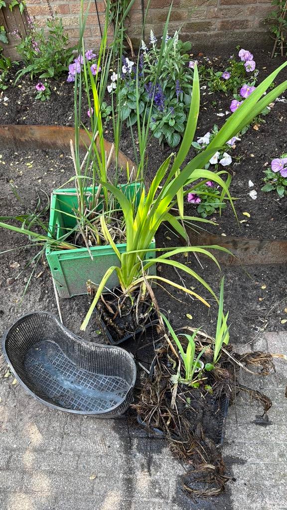 Waterplanten en vijvermanden, Tuin en Terras, Ophalen, Overige soorten, Volle zon