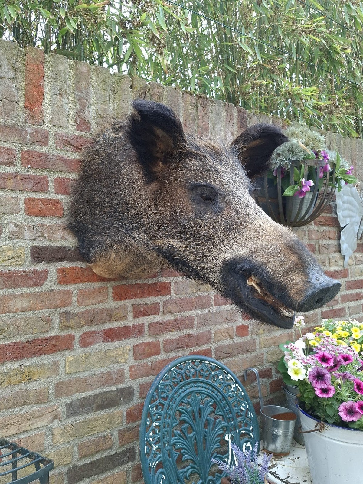 Opgezette kop zwijn groot taxidermy schedel gewei jacht hert, Verzamelen, Ophalen, Wild dier, Gewei of Kop