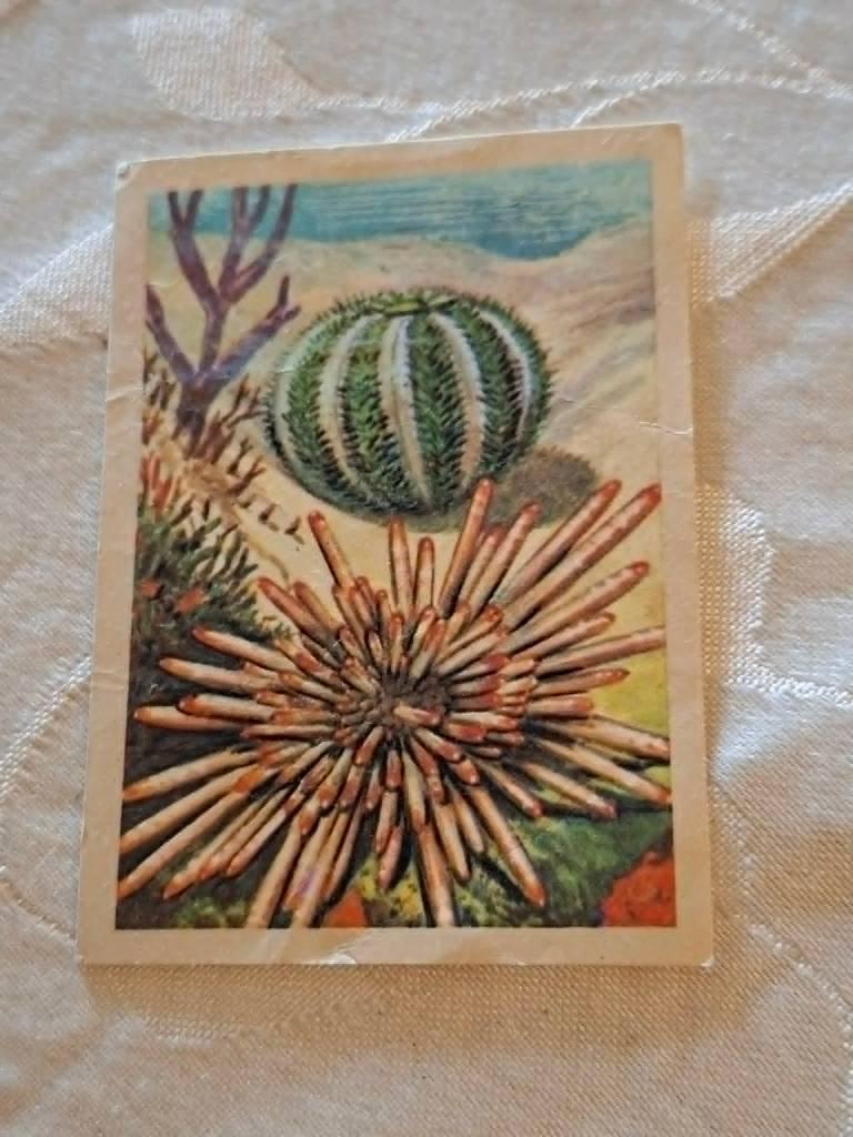 Prentje/Chromo : De zeeëgels/Chocolade Jacques, 1960 tot 1980, Gebruikt, Verzenden, Prent