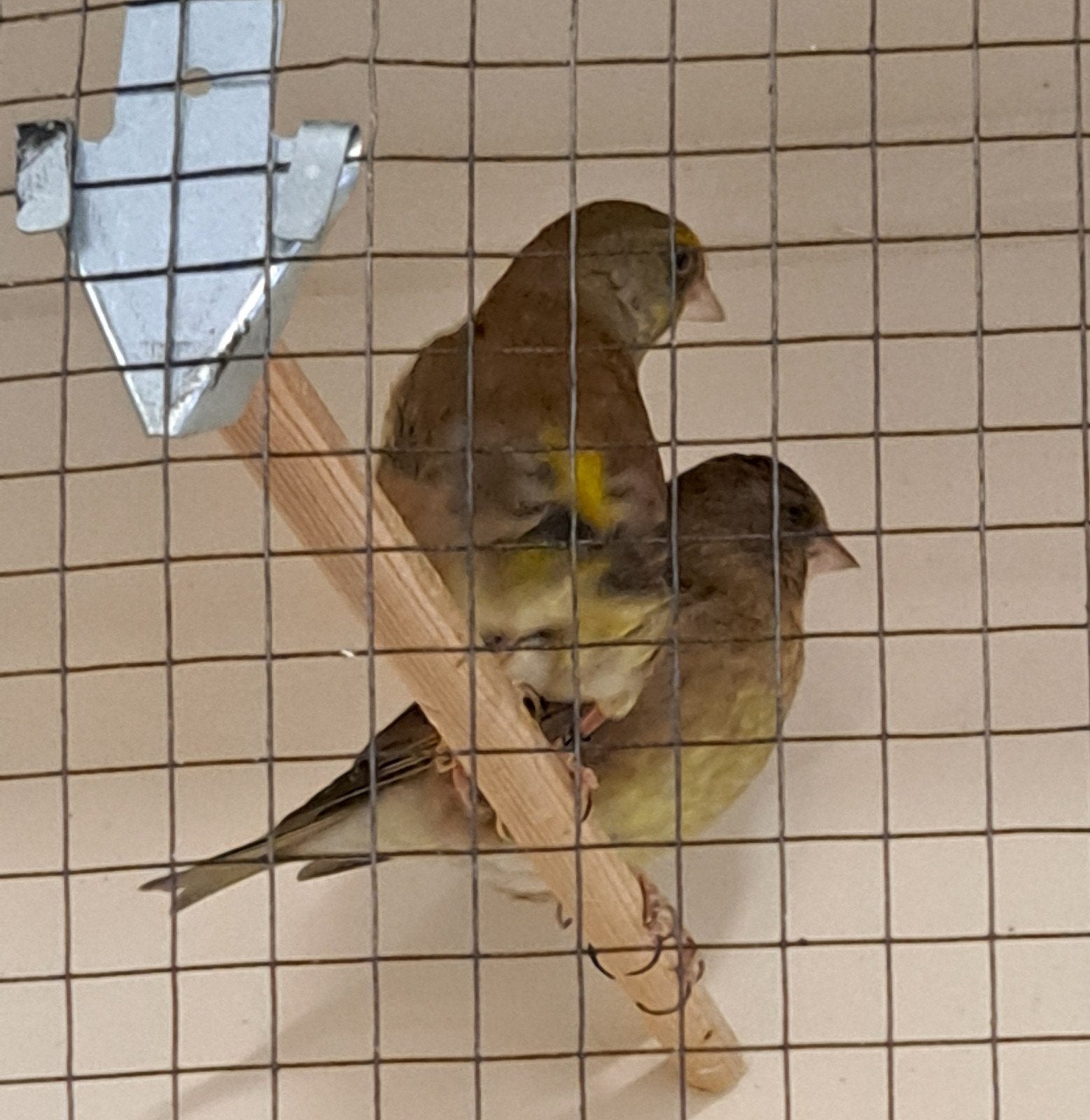 groenlingen, Meerdere dieren